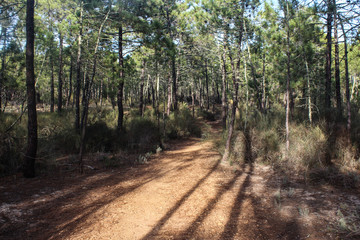 Obraz premium National park Vale do Guadiana in portugal