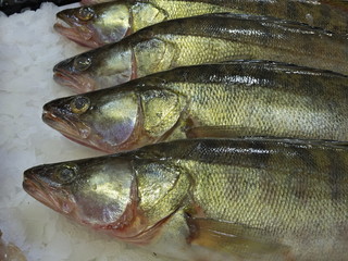 Fresh natural fish seafood on ice for sale on farmers market counter close-up