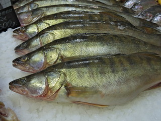 Fresh natural fish seafood on ice for sale on farmers market counter close-up