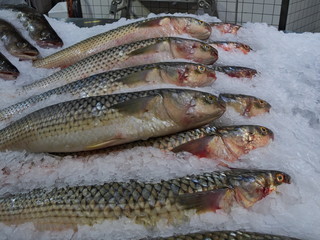 Fresh natural fish seafood on ice for sale on farmers market counter close-up