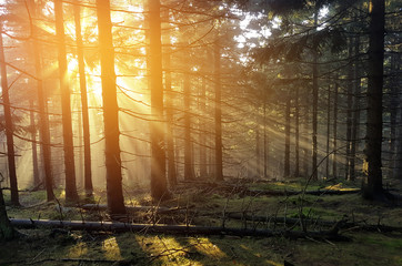 Rays of light in forest at sunset