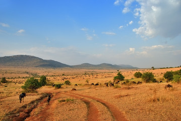 African road and antelopes gnu