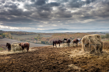 Obraz premium Autumnal trekking in the province of Siena, from Buonconvento to Monte Oliveto Maggiore Abbey