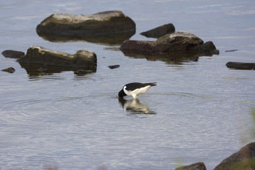 oystercatcher at Eggum in the Lofoten islands in Norway