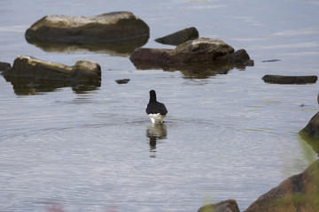 oystercatcher at Eggum in the Lofoten islands in Norway