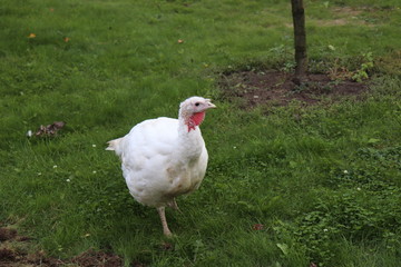 Picture young turkeys in green grass and looking at the camera. Life on a farm. Lights and shadows on a sunny summer day. Selective focus .