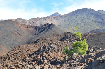 Arbuste isolé dans un paysage lunaire volcanique