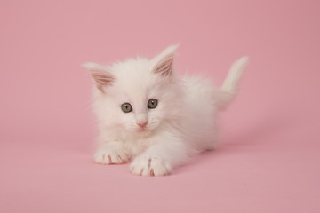 Cute white main coon baby cat kitten playing on a pink background