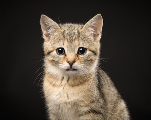Portrait of a cute tabby baby cat looking at the camera on a black background
