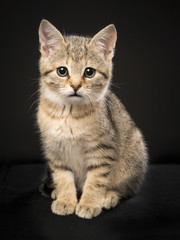 Cute sitting tabby baby cat looking at the camera on a black background