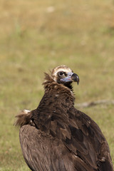 Black vulture