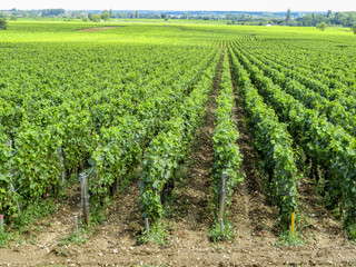 Fototapeta na wymiar Meursault, Burgundy, France - view of the vineyard just outside Meursault in the Cote d Or department in Burgundy in eastern France