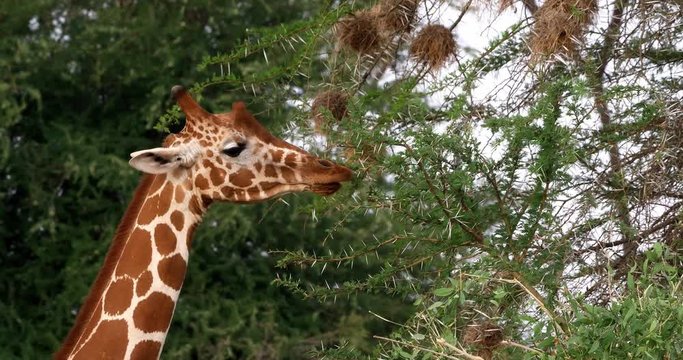  Reticulated Giraffe, giraffa camelopardalis reticulata, Adult eating Leaves, Samburu park in Kenya, Real Time 4K