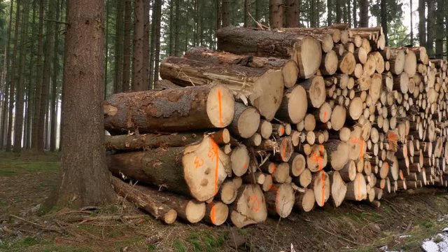 Heap of cut wood in forest
