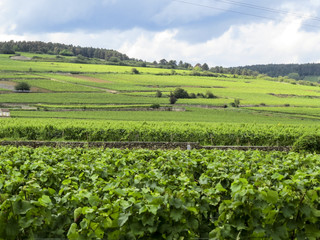 Fototapeta na wymiar Pommard, Burgundy, France - view of the vineyard just outside Pommard in the Cote d Or department in Burgundy in eastern France