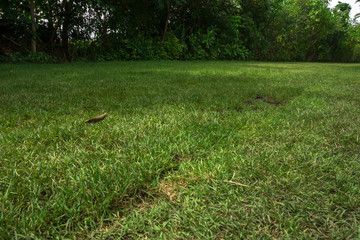 Close up green grass field with blur park background,Spring and summer concept