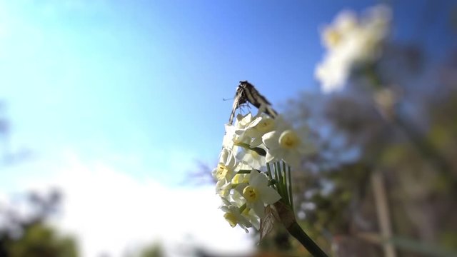 Beautiful Butterfly Taking Off Flower And Flying Away Into Garden. Slow Motion