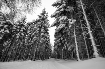 Winterwald schwarzweiß