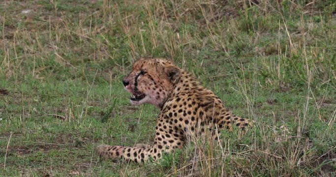 Cheetah, acinonyx jubatus, Masai Mara Park in Kenya, Real Time 4K