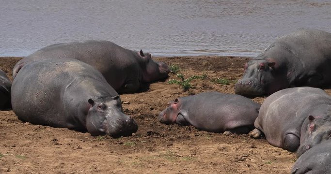 Hippopotamus, hippopotamus amphibius, Group standing near the River, Masai Mara park in Kenya, Real Time 4K