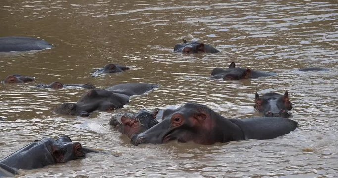 Hippopotamus, hippopotamus amphibius, Group standing in River, Masai Mara park in Kenya, Real Time 4K