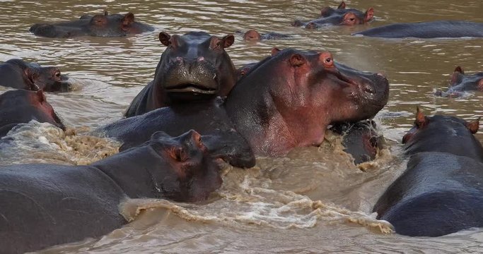 Hippopotamus, hippopotamus amphibius, Group standing in River, Masai Mara park in Kenya, Real Time 4K