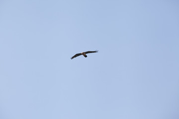 Fototapeta premium Brown Caucasus eagle flying in blue sky