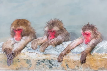 Papier Peint photo Lavable Singe Trois singes des neiges japonais onsen (macaques) dans la piscine en hiver