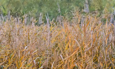 Uncut hay meadow in autumn