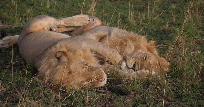 African Lion, panthera leo, Males Sleeping, Masai Mara Park in Kenya, Real Time 4K