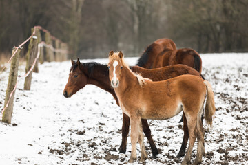 Herd of foals on the meadow in winter