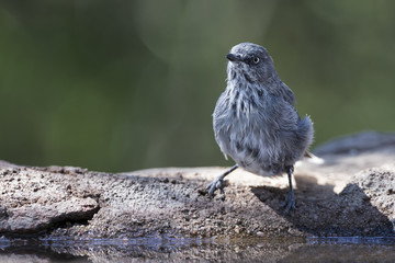 Chestnut Vented Tit-Babbler drinks water from a waterhole in Kalahari desert