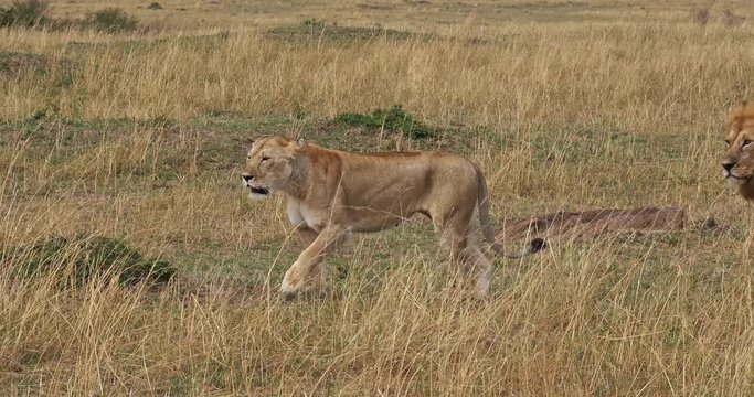 African Lion, panthera leo, Pair Walking, Masai Mara Park in Kenya, Real Time 4K
