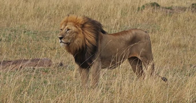 African Lion, panthera leo, Male standing in Long Grass, Masai Mara Park in Kenya, Real Time 4K