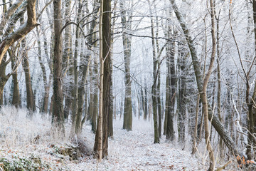 Fototapeta premium Snowy wild forest