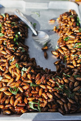 Thai Fried Insect at street food