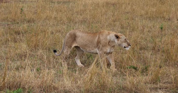 African Lion, panthera leo, Female walking and Stretching, Masai Mara Park in Kenya, Real Time 4K