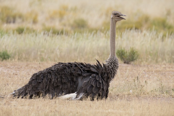 Female ostrich lay down to rest in hot Kalahari sun © Alta Oosthuizen