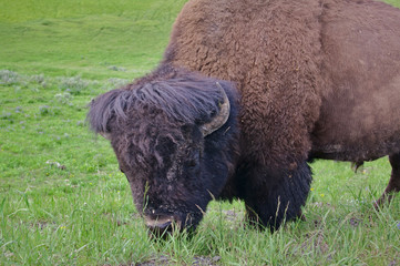 Closeup portrait of American buffalo grazing