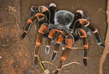 Female orange-knee, or Mexican red-kneed tarantula (Brachypelma smithi),  Monteverde Natural Reserve (Puntarenas, Costa Rica).