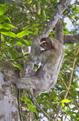 Naklejka premium Brown-throated three-toed sloth (Bradypus variegatus) climbing a tree (Cahuita National Reserve, Limon, Costa Rica).