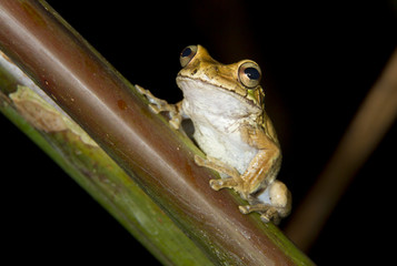 Rusty treefrog (Hypsiboas boans) on a plant (Alajuela, Costa Rica).