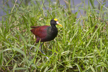 Northern jaçana (Jacana spinosa) in Cano Negro National Refuge, Costa Rica.