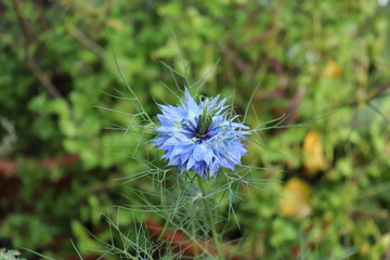 Closeup of a flower blue Love in a mist, Nigella damascena on the green backgrounds.