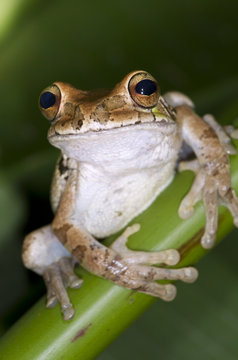 Rusty treefrog (Hypsiboas boans) on a plant (Alajuela, Costa Rica).
