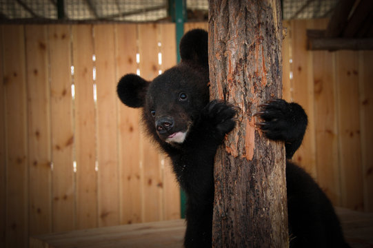 bear cub in the cage of the zoo