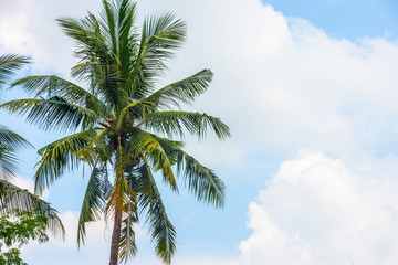 Fototapeta na wymiar tropical view landscape with palm tree againtst blue sky.