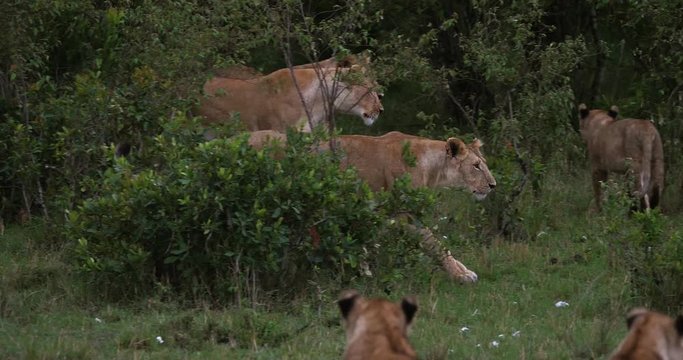 African Lion, panthera leo, Group standing in the Bush, Masai Mara Park in Kenya, Real Time 4K