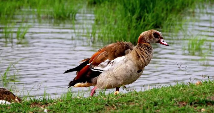 Egyptian Goose, alopochen aegyptiacus, Adult standing near Water, real Time 4K