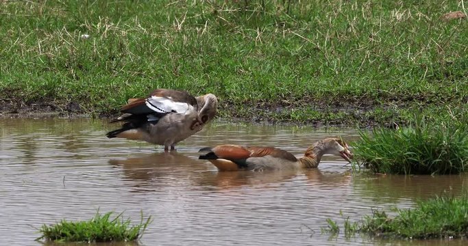 Egyptian Goose, alopochen aegyptiacus, Pair standing in Water, real Time 4K